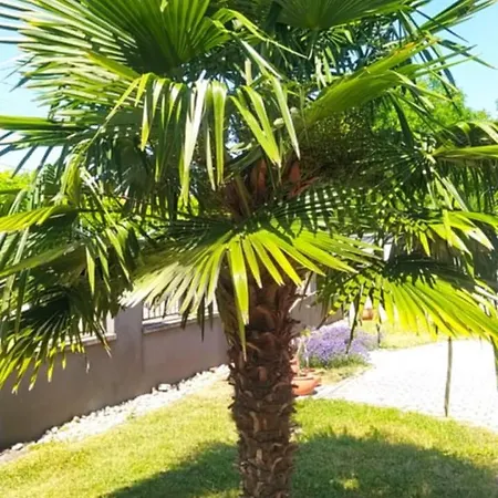 Thermal Garden Appartamento *