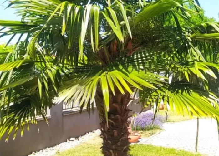 Thermal Garden Apartmán *